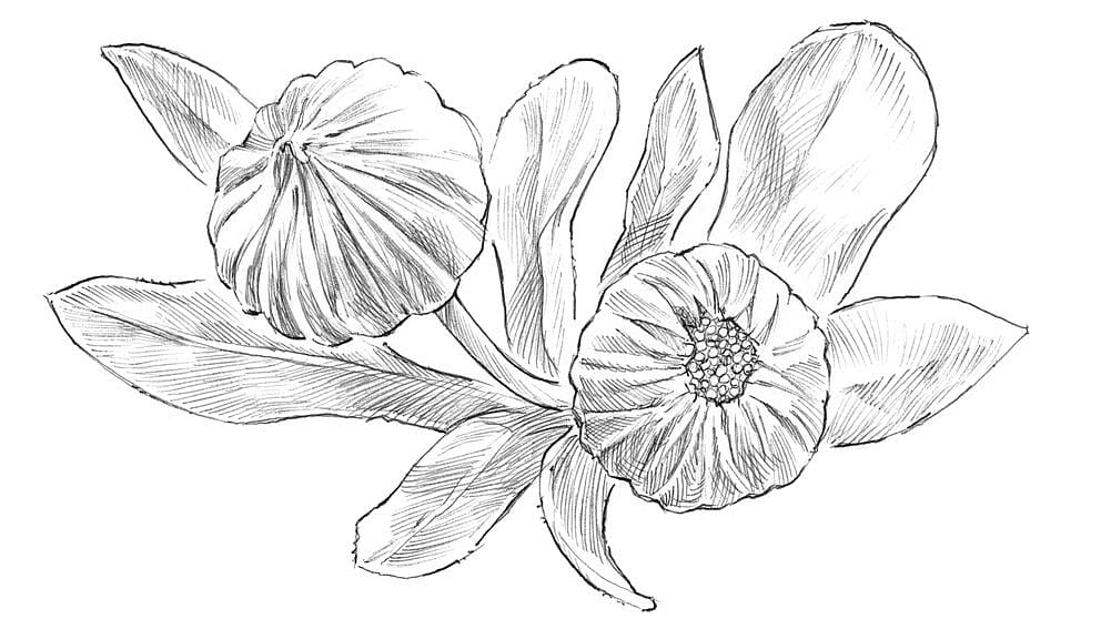 le calendula feuilles