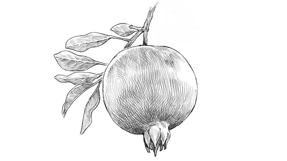 La grenade illustration