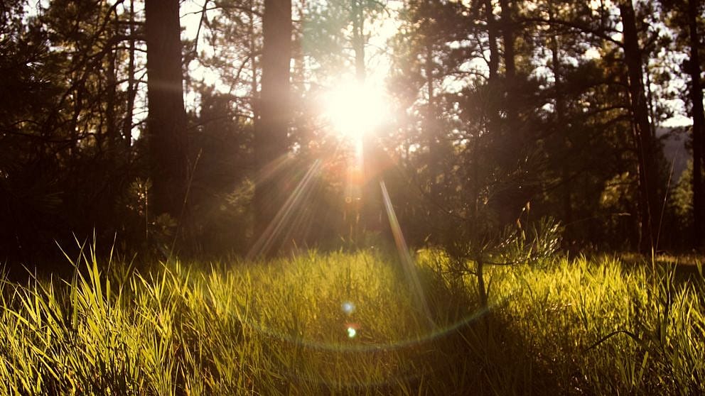 forêt