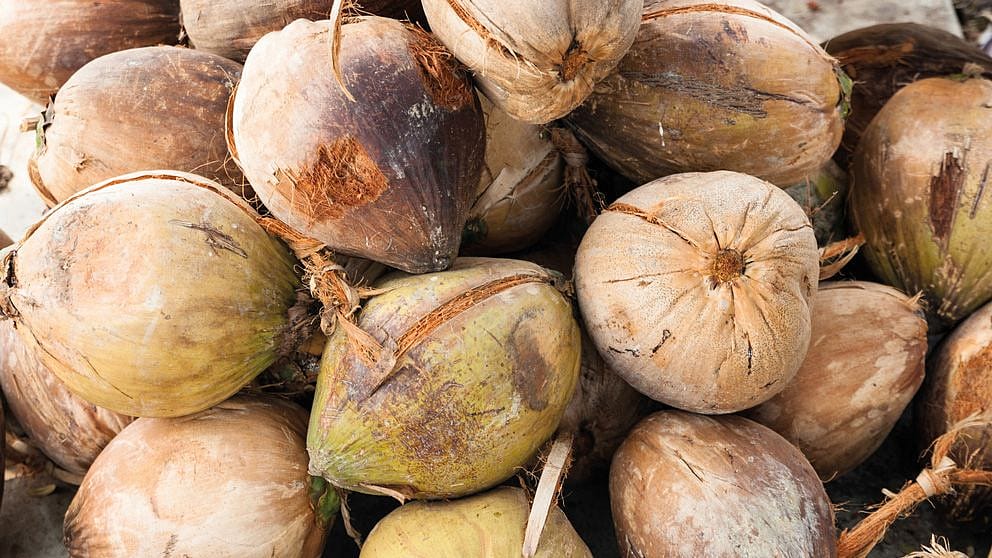 Huile de coco