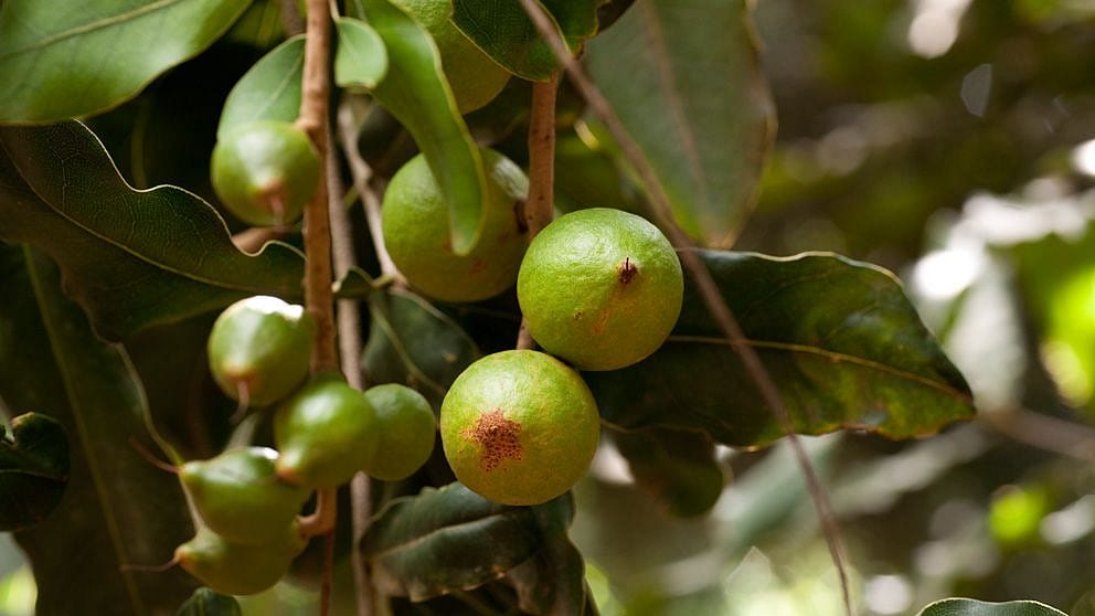 Huile de noix de macadamia