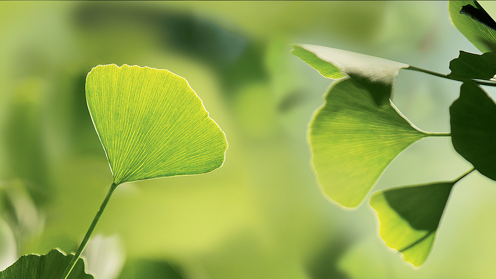 Le ginkgo