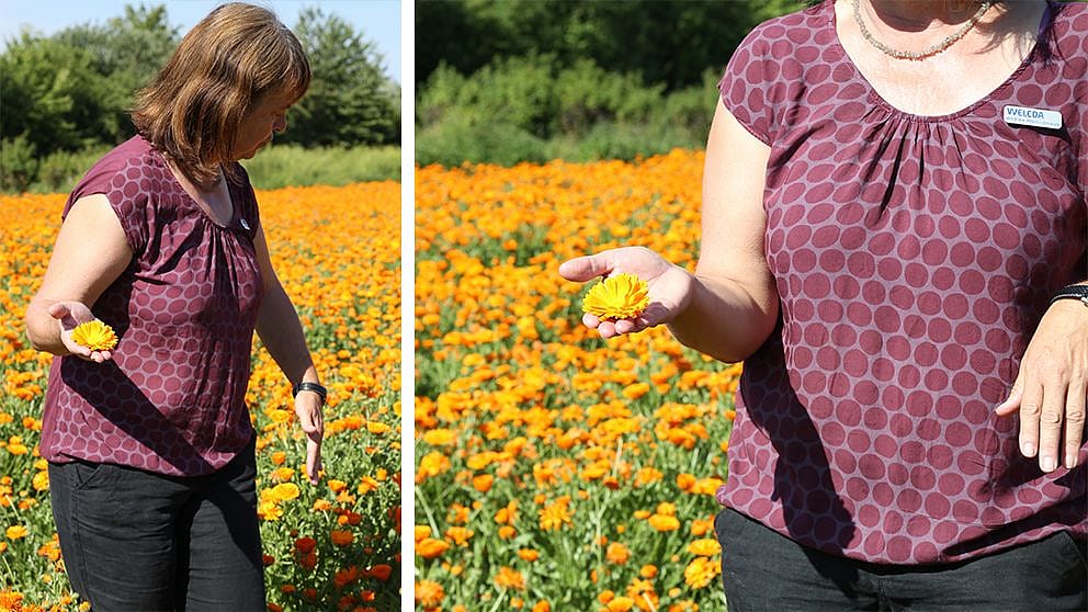 le calendula