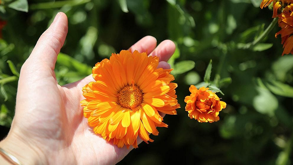 cueillette du calendula