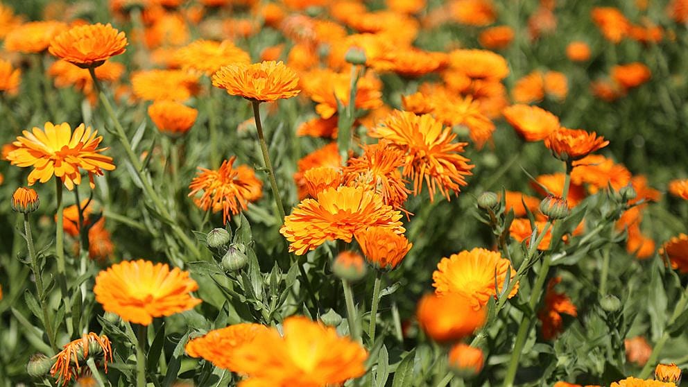 calendula