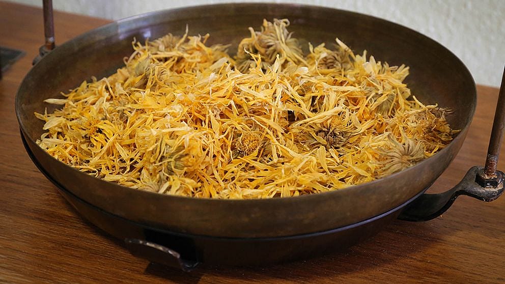 calendula zoom