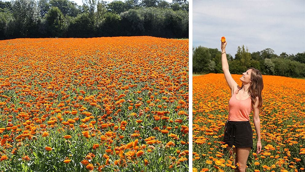 le calendula