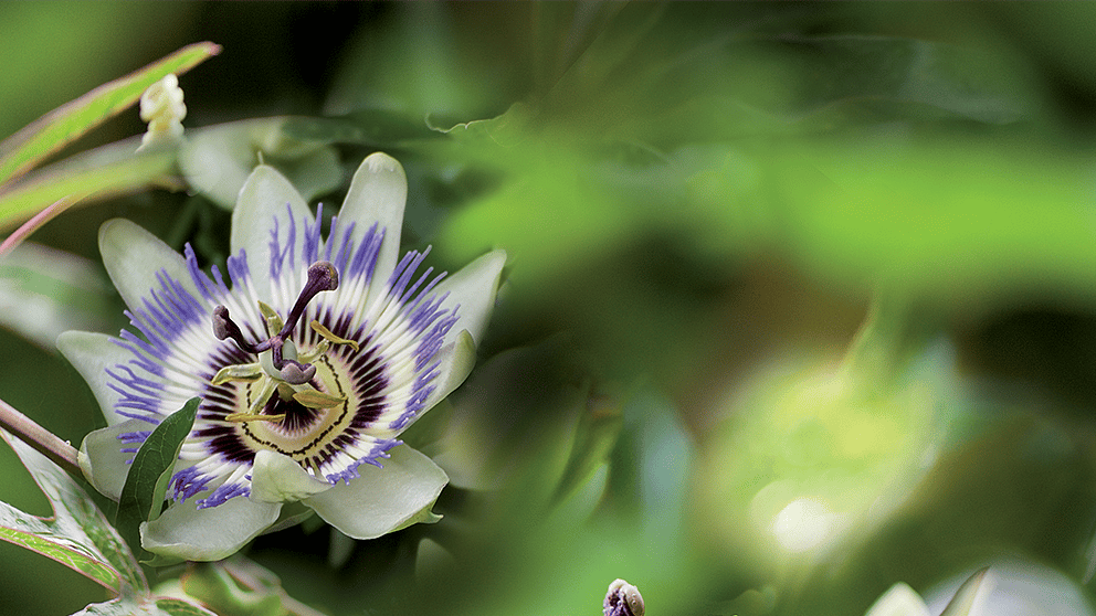 passiflore