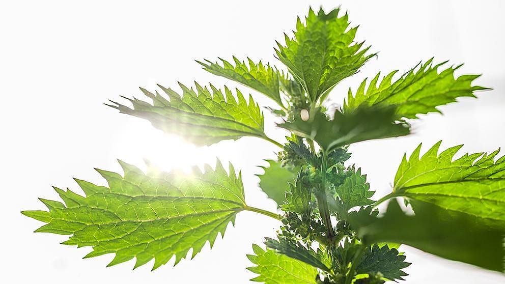 biodiversité