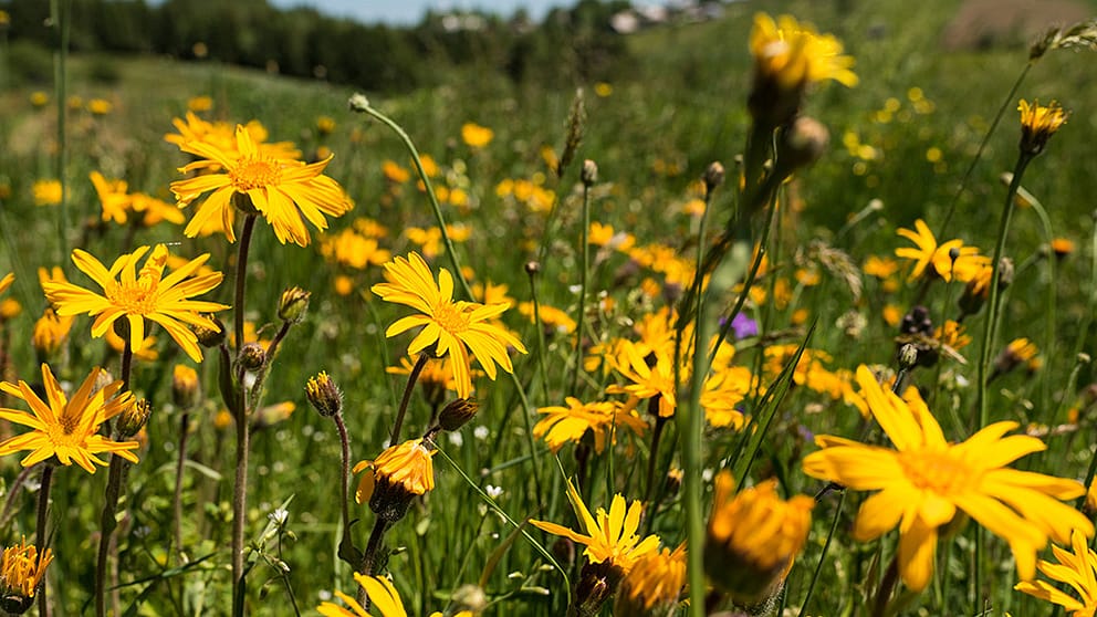 La cueillette sauvage d’arnica