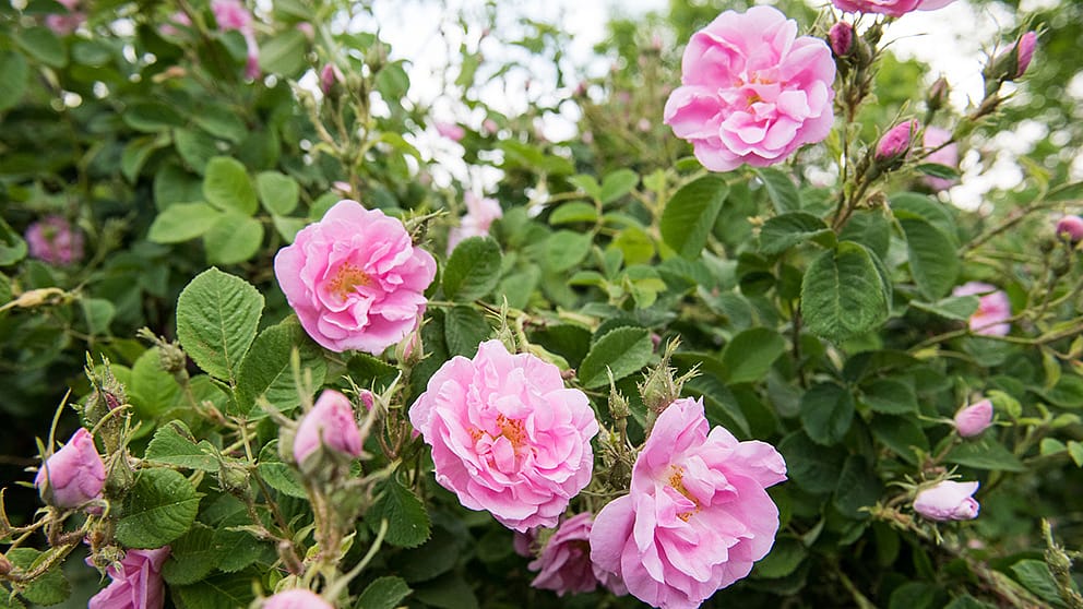 Roses de Damas du Maroc