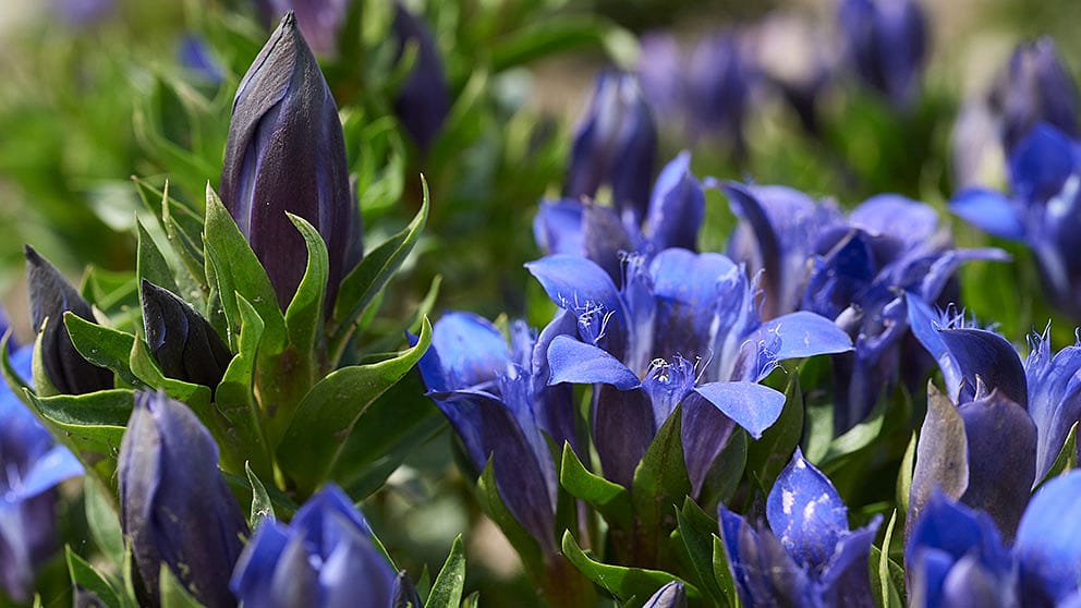 Gentiane bleue