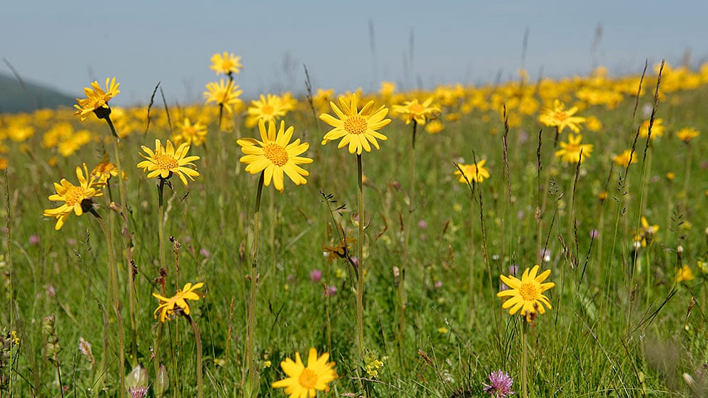 montagne avec arnica