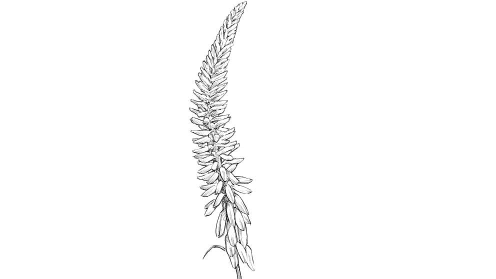 aloe vera feuille