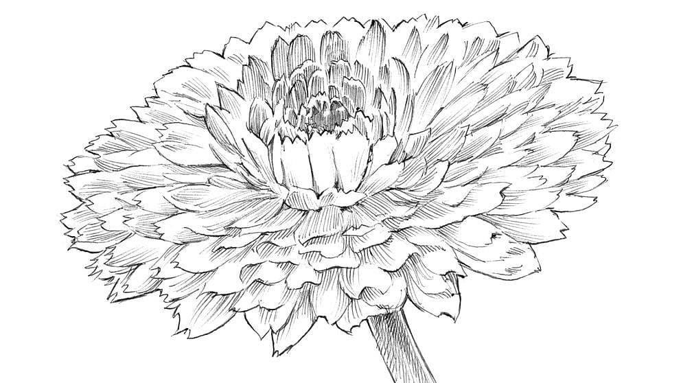 le calendula illustration fleurs