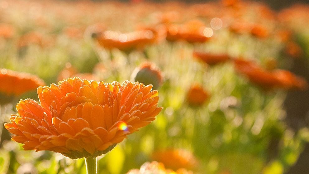 Le calendula, une explosion de couleur