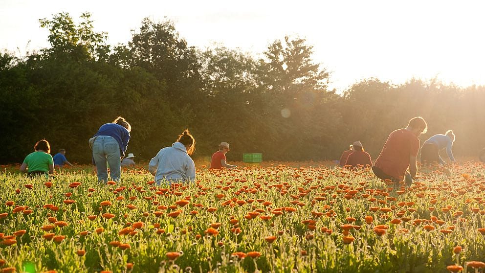 Le calendula, une explosion de couleur